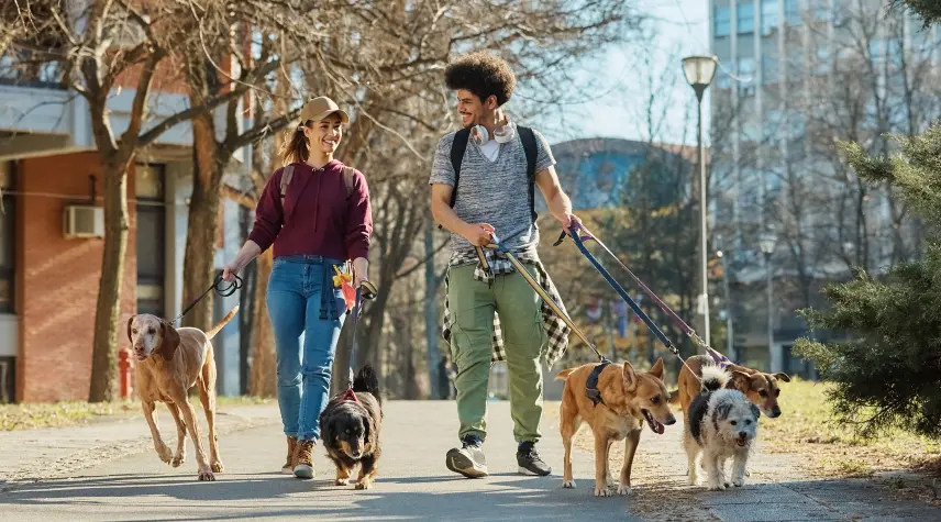 Letting the dogs out in the park